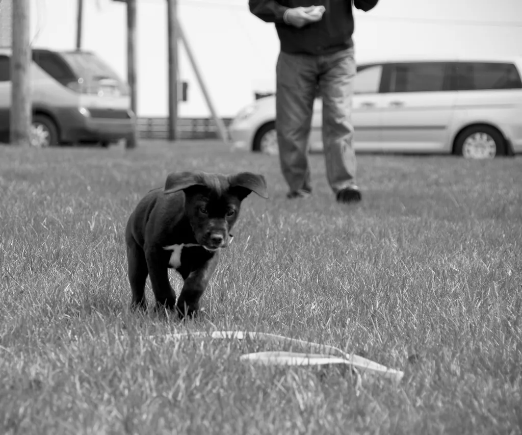 No Leash, No Master, Indianapolis