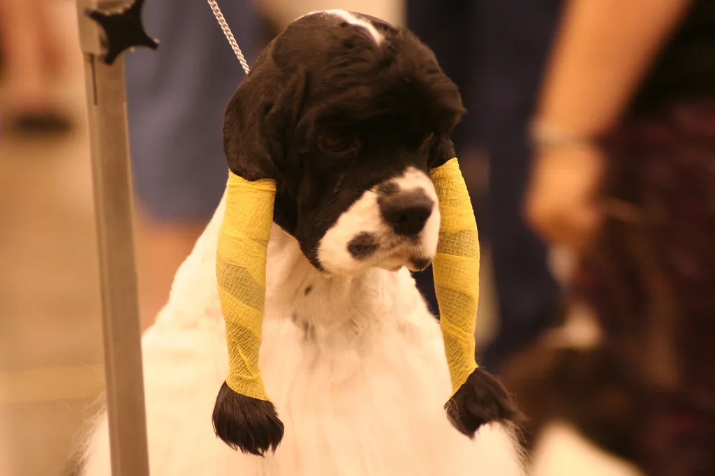 Yellow Eared Dog, Houston