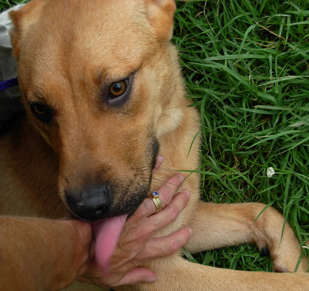 olivia giving kisses--adopted!, Louisville