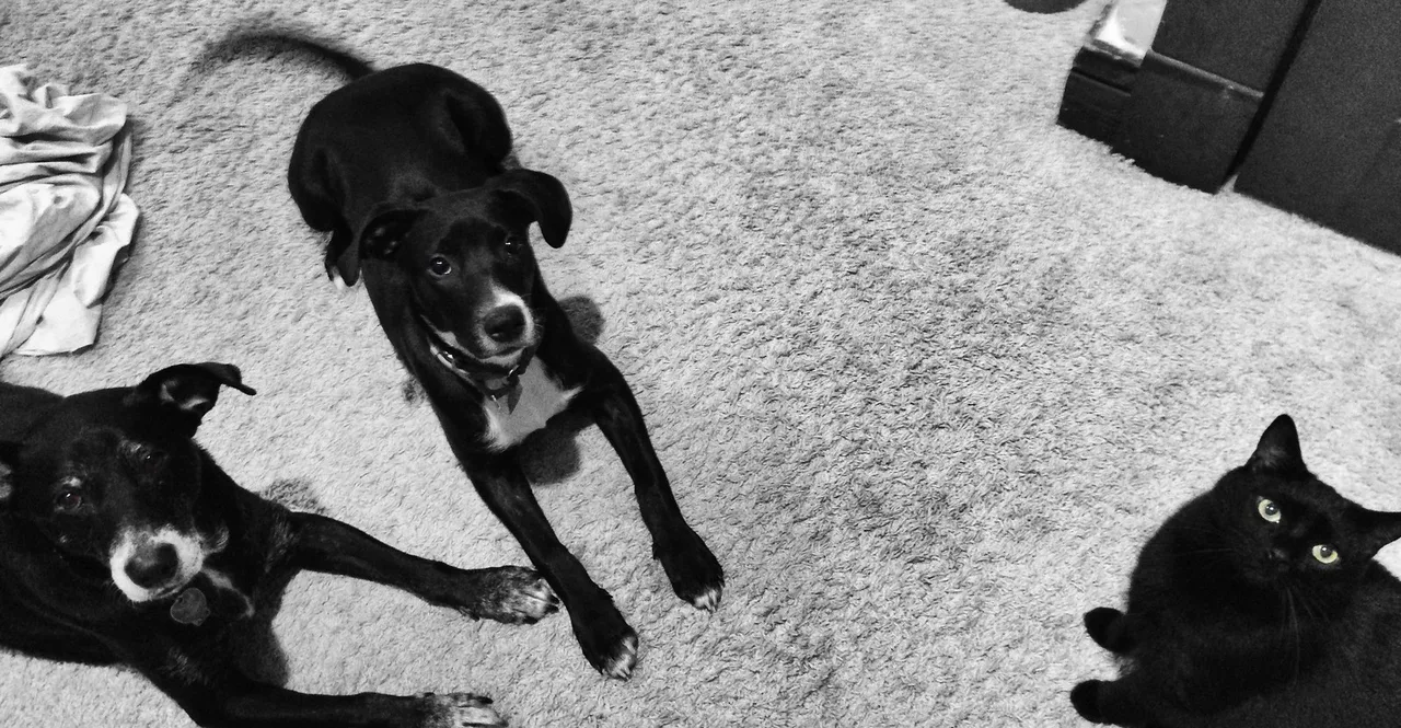“The best mirror is an old friend.” ―George Herbert 🐕 🐈 🐕, Louisville