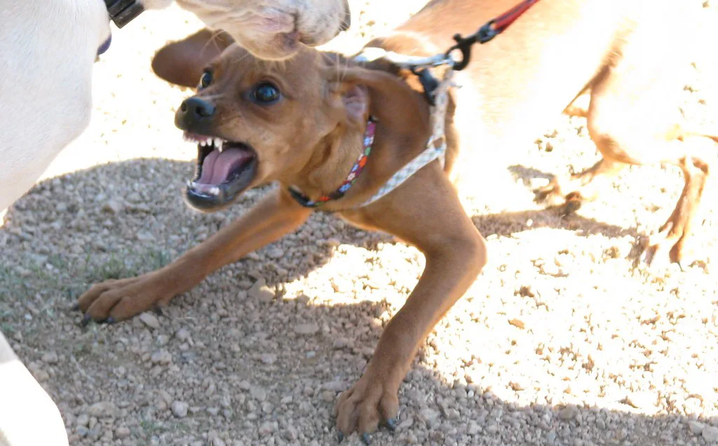 When animals attack!, Houston
