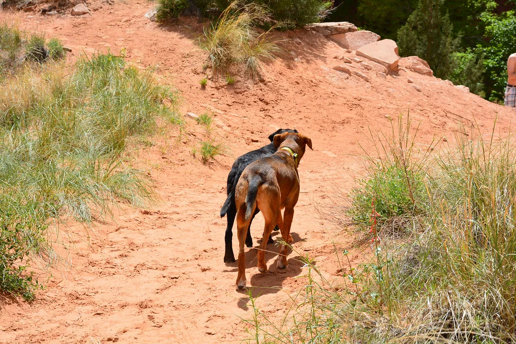 Dog Friendly, Moab