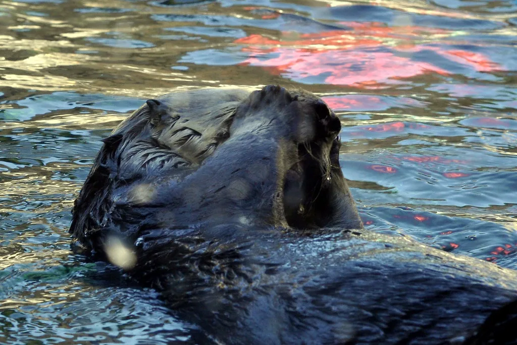 Oh Noes!, Monterey