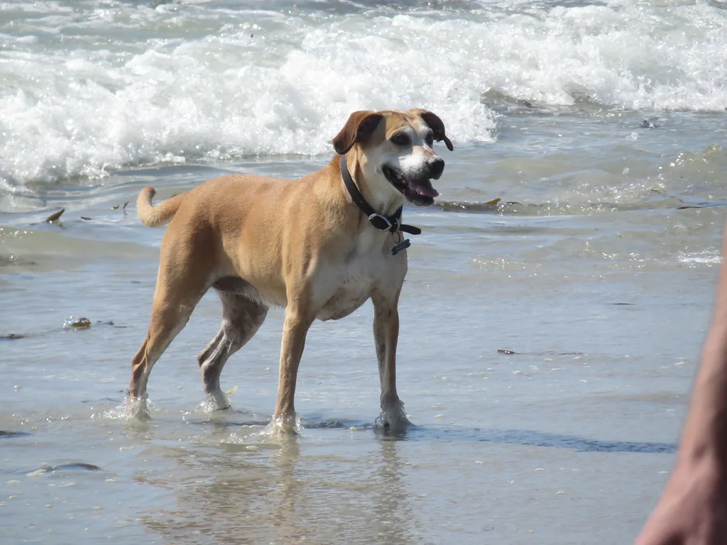 Dog in the Ocean, Monterey
