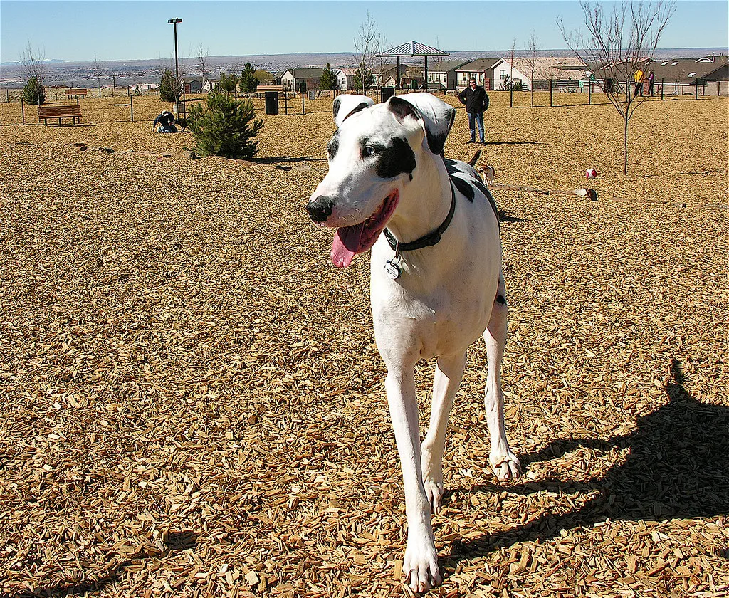 Stella Surveys the New Albuquerque North Domingo Baca Dog Park