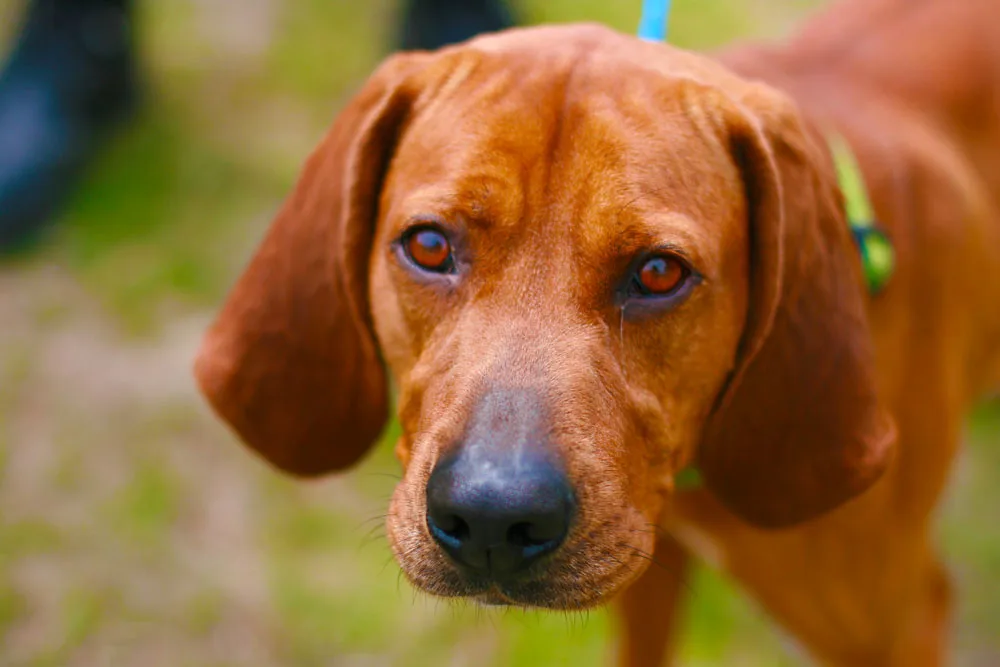 adoptable dog, Oakland