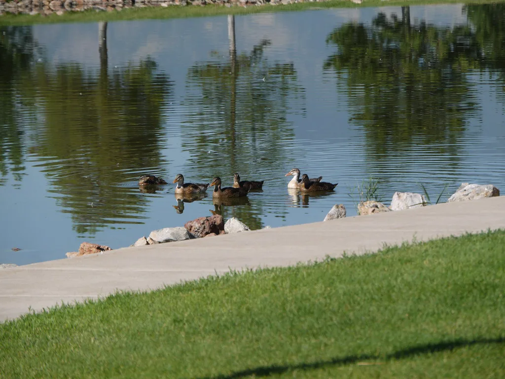 Duck Pond, DoubleTree by Hilton Hotel Salt Lake City Airport