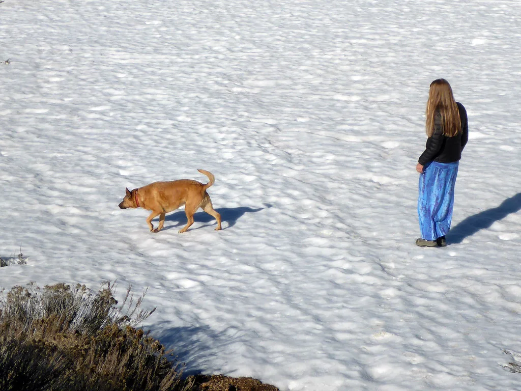 Snow dog, Reno