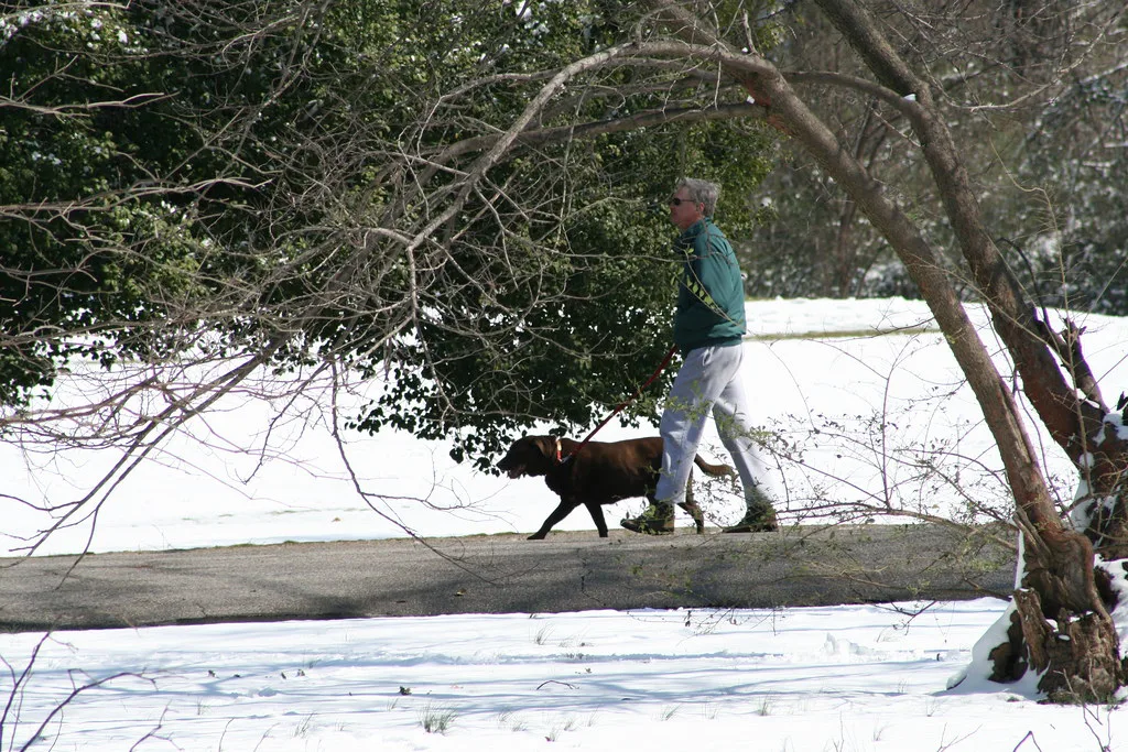 dog walking, Memphis