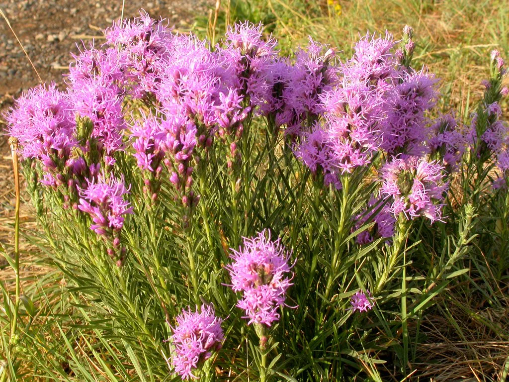 Liatris punctata, Bozeman
