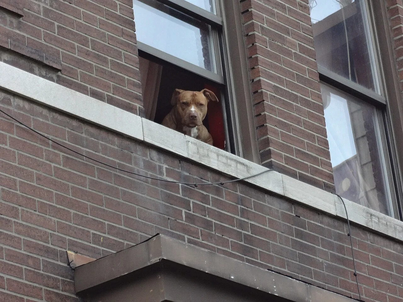 Guard Dog, St. Louis