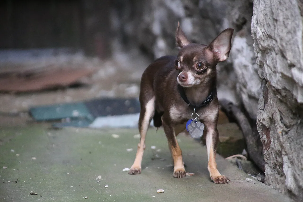 Lost Dog, St. Louis