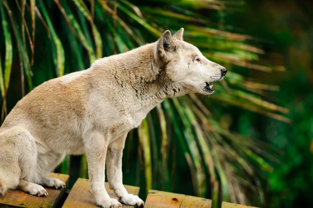 Australian Singing Dog, Tampa